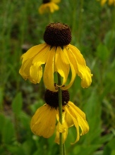 Large-Flower Coneflower, Tall Coneflower, Rough Coneflower, Black-Eyed Susan, Rudbeckia grandiflora